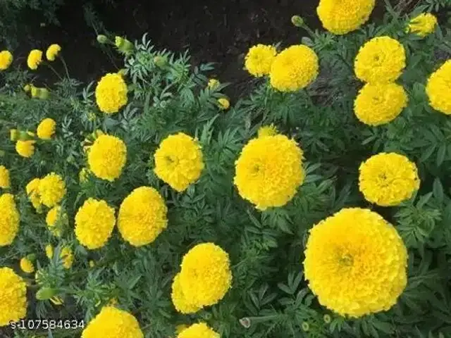 Hybrid Yellow Marigold Seeds, Pack of 50