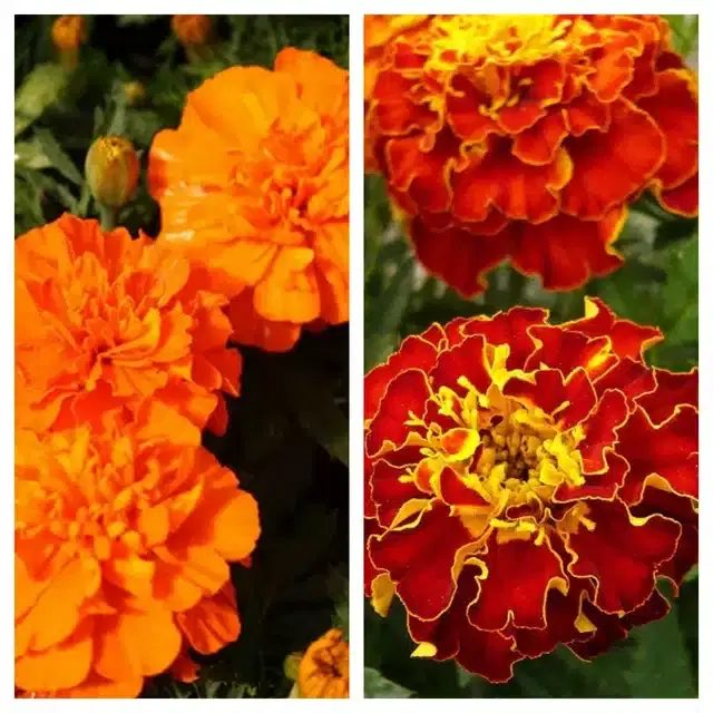 Marigold Orange & Marigold French Flower Seeds, Pack of 2