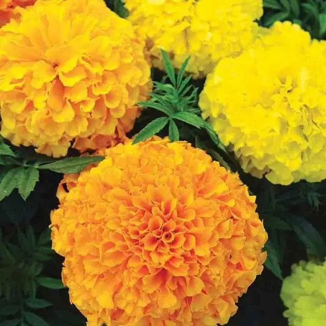 Seeds of Mix Flower Marigold, Pack Of 10