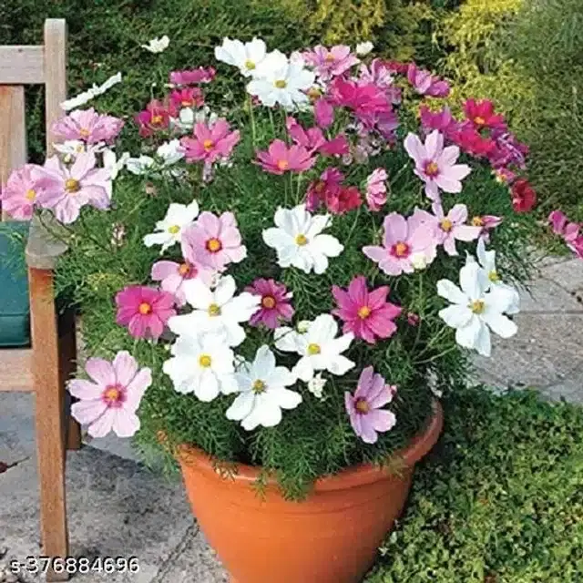 Cosmos Mix Multicolor Hybrid Flower Seeds, Pack of 30
