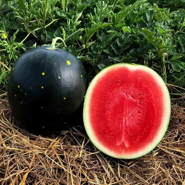 Jignisha Seeds Black Watermelon Fruit Seeds, Black, Pack of 10