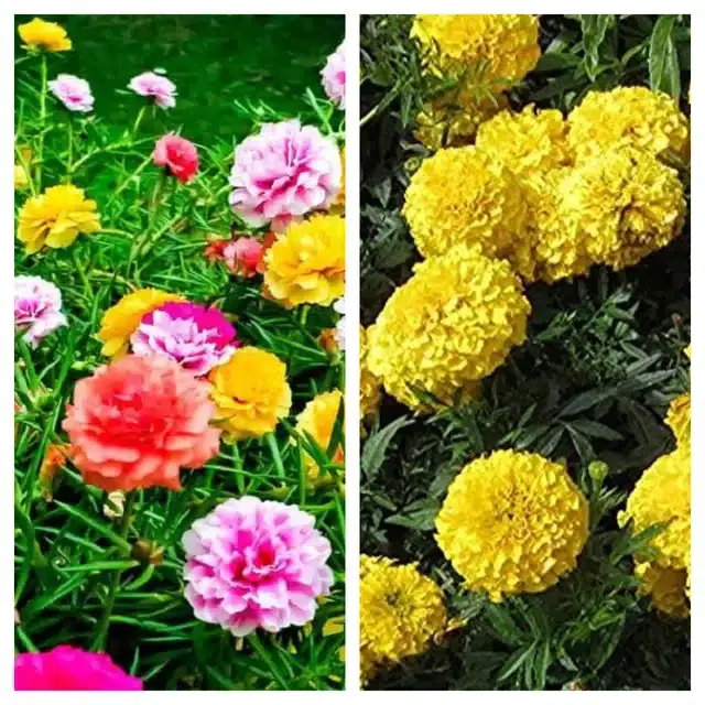 Petunia Mix & Marigold Yellow Flower Seeds, Pack of 2