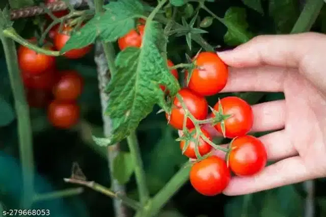 Red Ruby Cherry Tomato Vegetable Seeds, Pack of 50