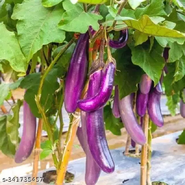 Brinjal Purple Long Vegetable Seeds, Pack of 50