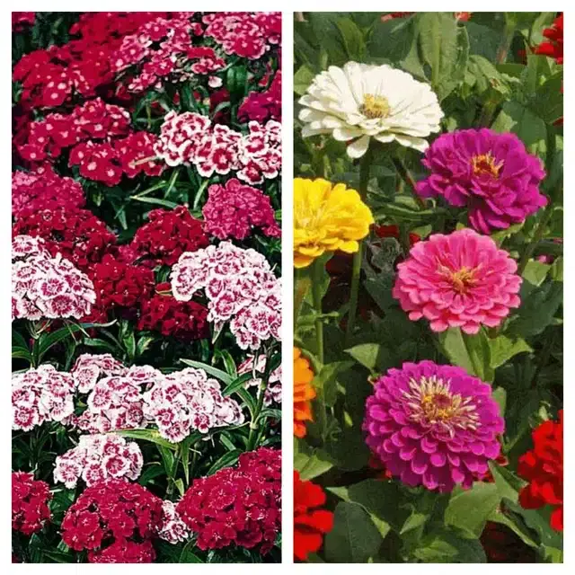 Sweet William & Zinnia Mix Flower Seeds, Pack of 2
