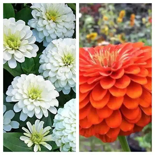 Zinnia White & Zinnia Orange Flower Seeds, Pack of 2