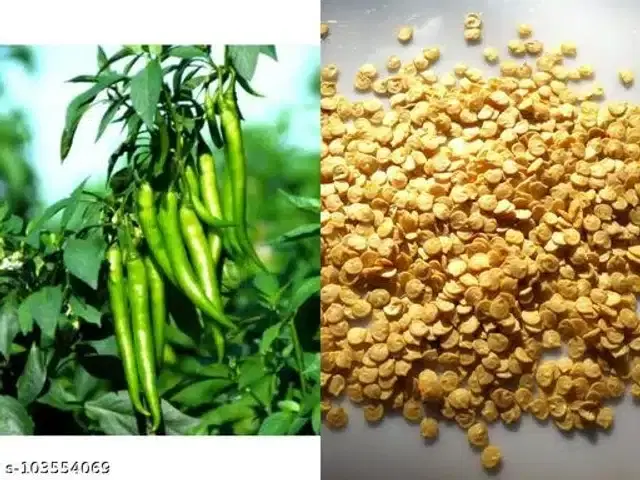 Hot Green Chili Vegetable Seeds, Pack of 50
