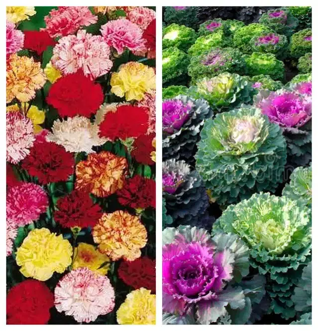 Carnation Mix & Flowering Kale Flower Seeds, Pack of 2