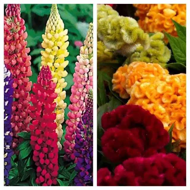 Lupine Mix & Cockscomb Mix Flower Seeds, Pack of 2