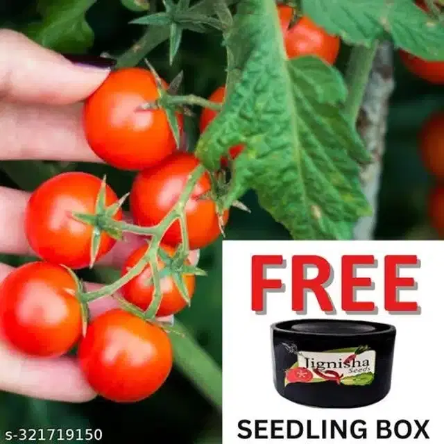 Red Ruby Cherry Tomato Vegetable Plant Seeds, Pack of 50