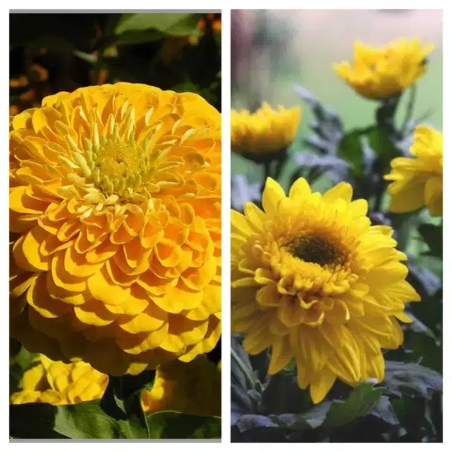 Zinnia Yellow & Chrysanthemum Yellow Flower Seeds, Pack of 2