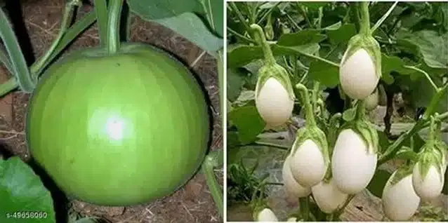 Seeds of Hybrid White Brinjal & Bottle Gourd Vegetables, Pack of 2
