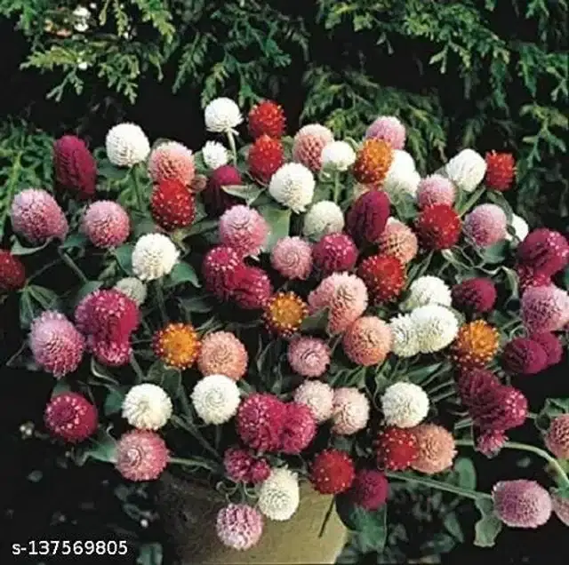Brazil Special Gomphrena Mixed Seeds, Pack of 30