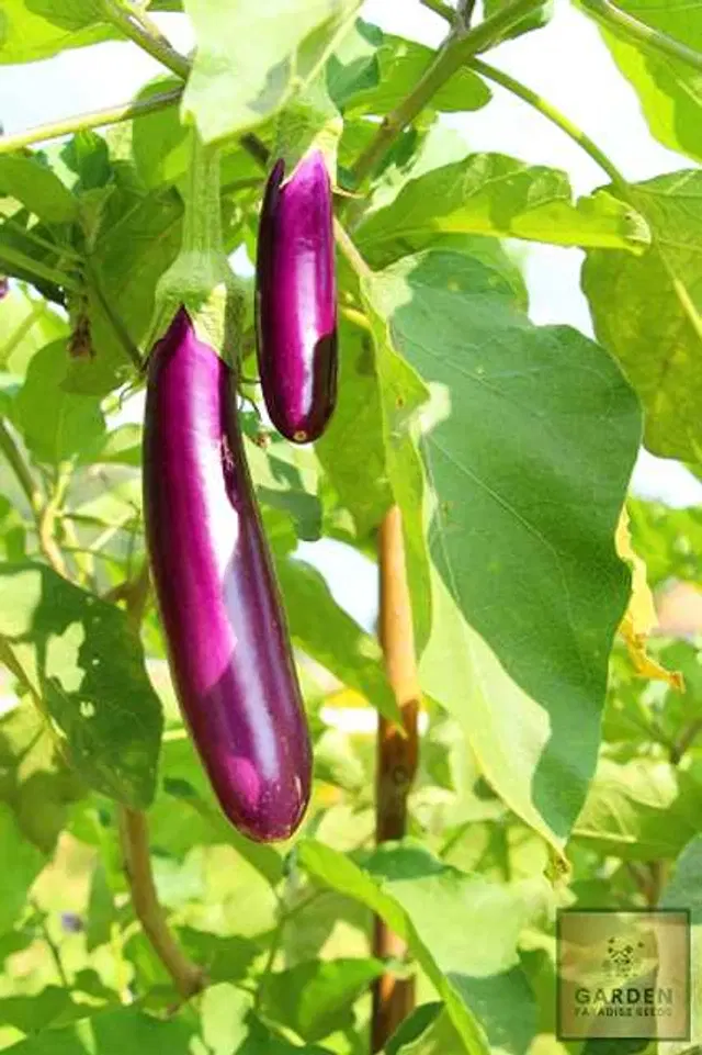 Seeds of Organic Long Brinjal Vegetable, Pack Of 50
