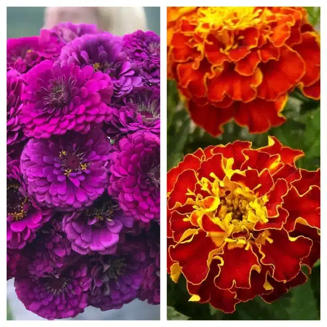 Zinnia Purple & Marigold French Flower Seeds, Pack of 2