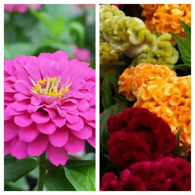 Zinnia Pink & Cockscomb Mix Flower Seeds, Pack of 2