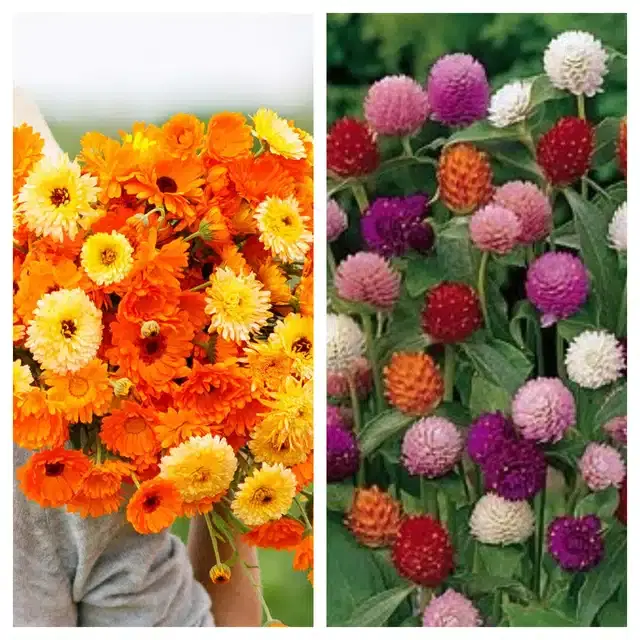 Calendula Mix & Gomphrena Mix Flower Seeds, Pack of 2