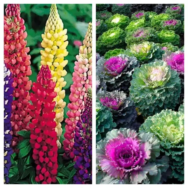 Lupine Mix & Flowering Kale Flower Seeds, Pack of 2