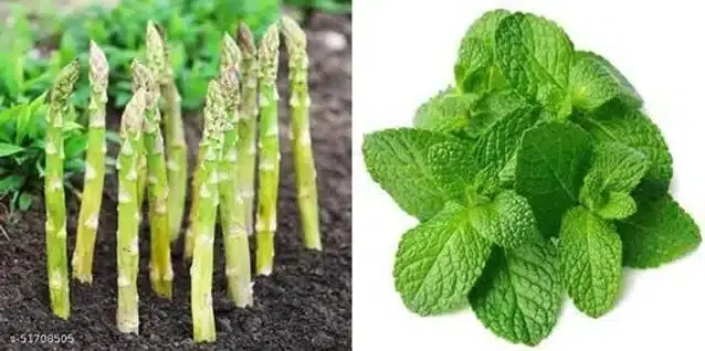 Seeds of Hybrid Mint & Asparagus UC 207 Vegetables, Pack of 2