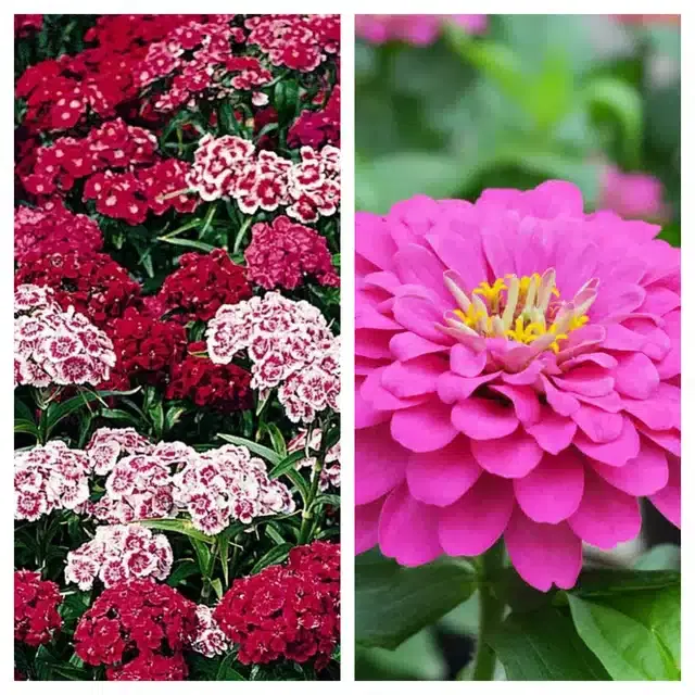 Sweet William & Zinnia Pink Flower Seeds, Pack of 2