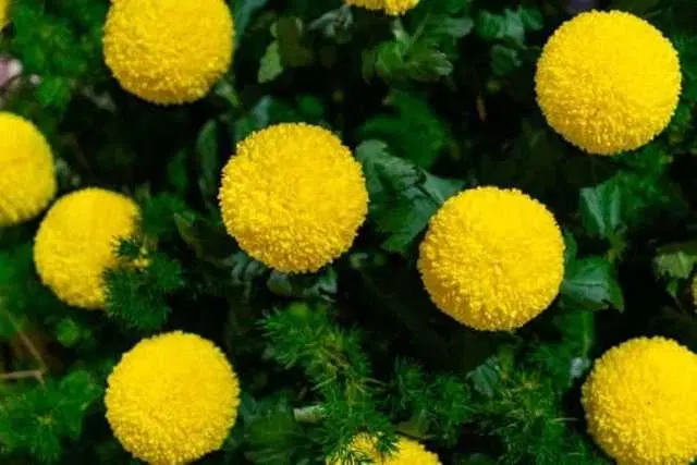 Recron Seeds of Double Dwarf Marigold Flower, Pack Of 50