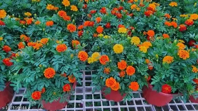 Marigold French Flower Seeds, Pack of 50