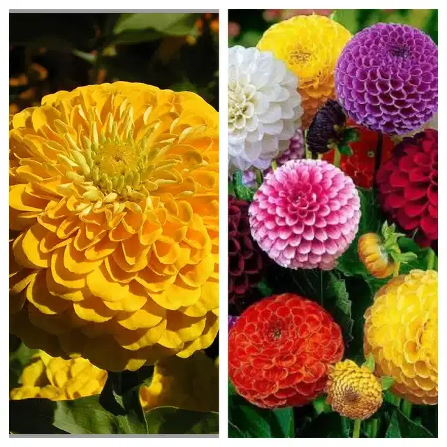 Zinnia Yellow & Dahlia Mix Flower Seeds, Pack of 2