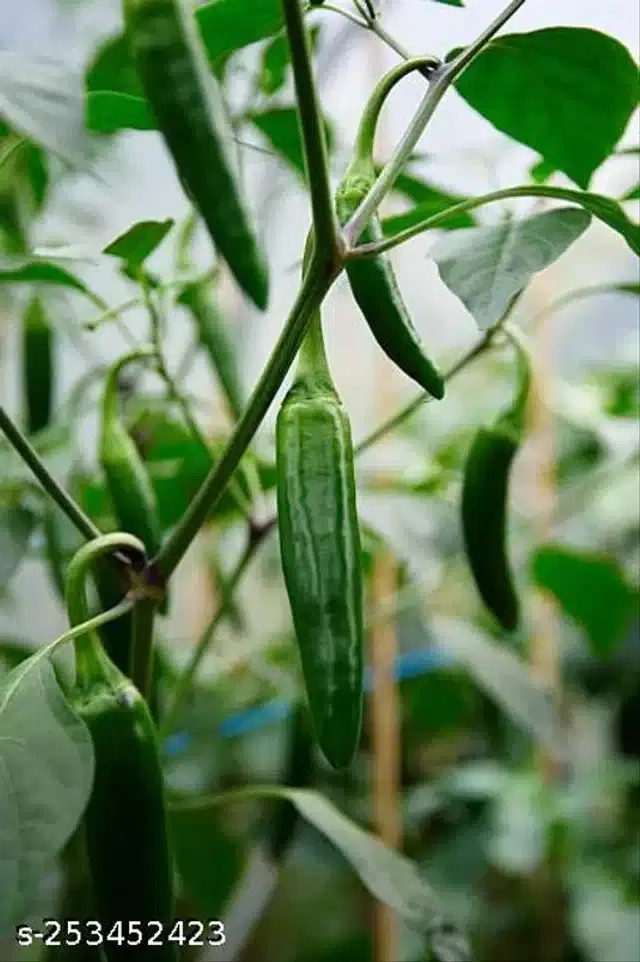 Organic Vegetable Seeds, Pack of 50