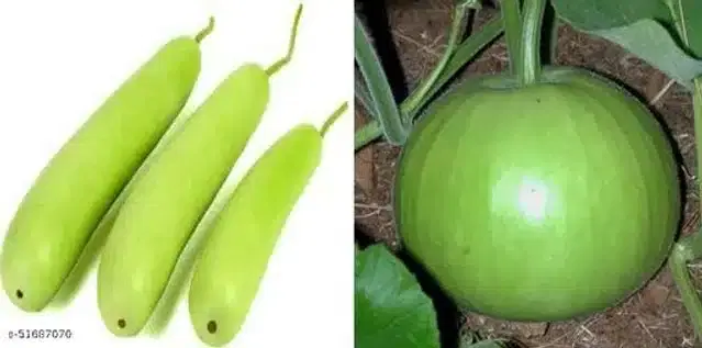 Seeds of Hybrid Round Bottle Gourd & Bottle Gourd Vegetable, Pack of 2