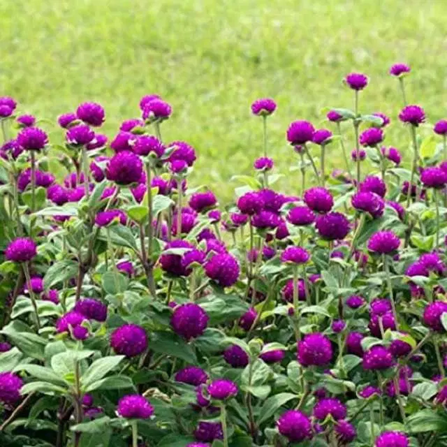 Seeds of Organic Purple Gomphrena Flower, Pack Of 30