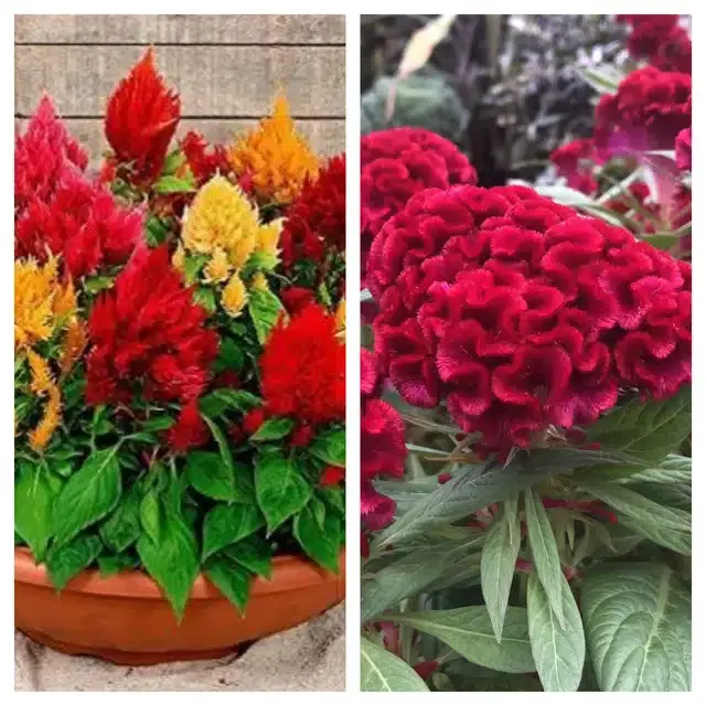 Celosia Mix & Cockscomb Red Flower Seeds, Pack of 2