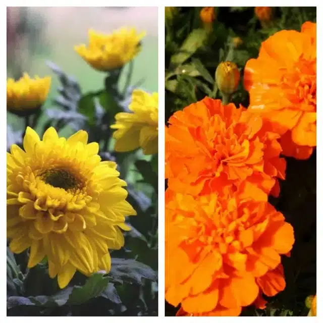 Chrysanthemum Yellow & Marigold Orange Flower Seeds, Pack of 2