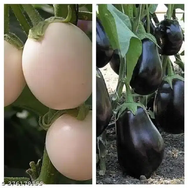 Brinjal Black Bengan Hybrid Seeds, Pack of 50