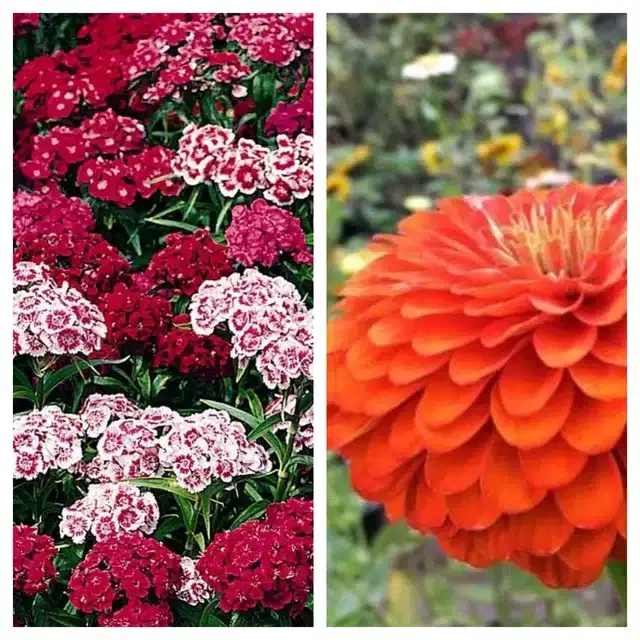 Sweet William & Zinnia Orange Flower Seeds, Pack of 2