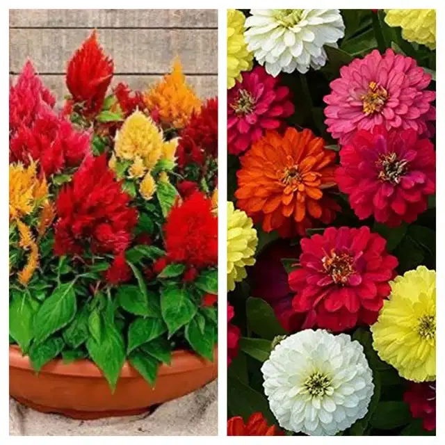 Celosia Mix & Zinnia Mix Flower Seeds, Pack of 2
