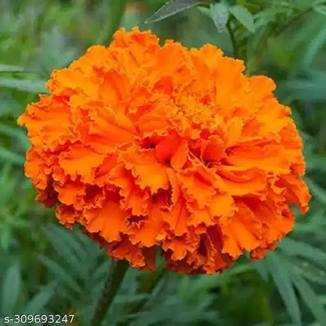 Marigold Orange Flower Seeds, Pack of 40