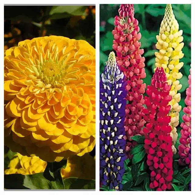 Zinnia Yellow & Lupine Mix Flower Seeds, Pack of 2