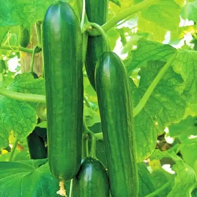 Cucumber Seeds, Combo of 1