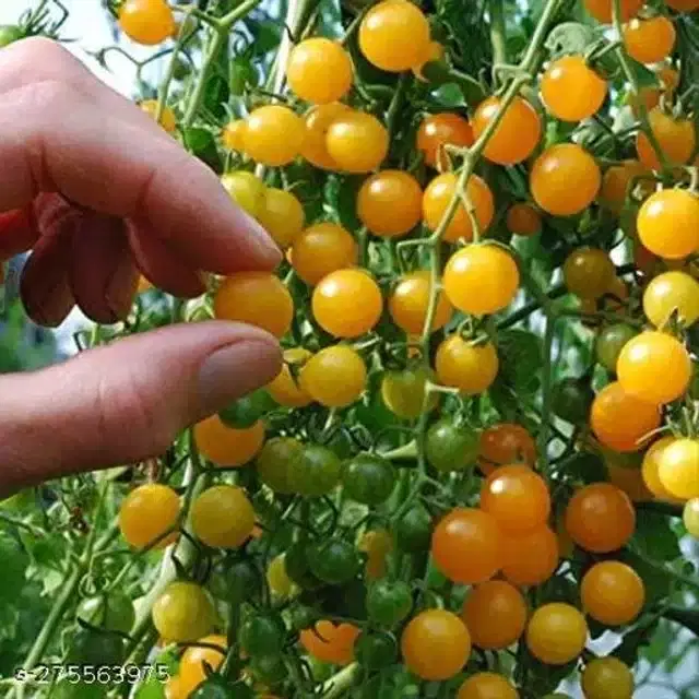 Yellow Cherry Tomato Vegetable Seeds, Pack of 50