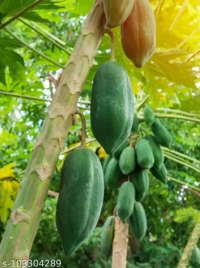 Papaya Fruit Seeds, Pack of 50