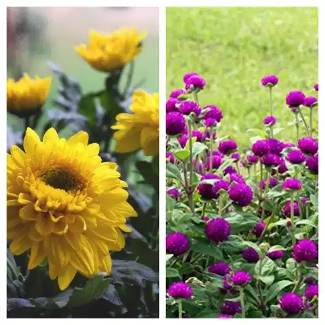 Chrysanthemum Yellow & Gomphrena Purple Flower Seeds, Pack of 2