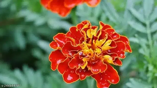 American Marigold French Seeds, Pack of 30