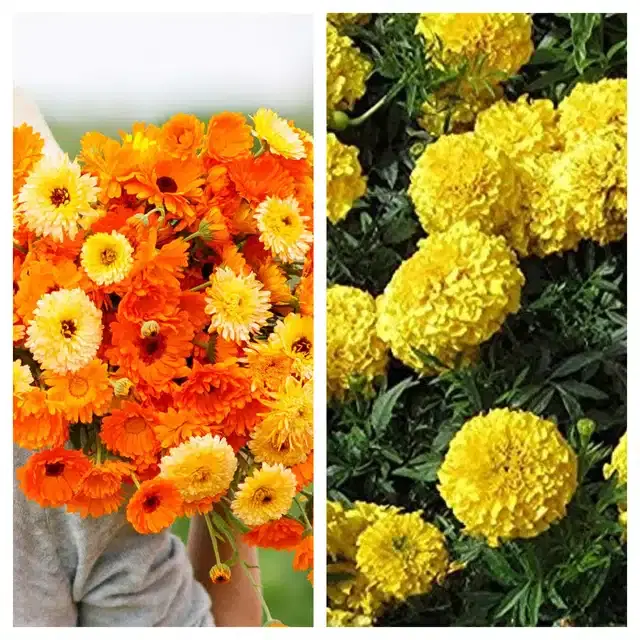 Calendula Mix & Marigold Yellow Flower Seeds, Pack of 2