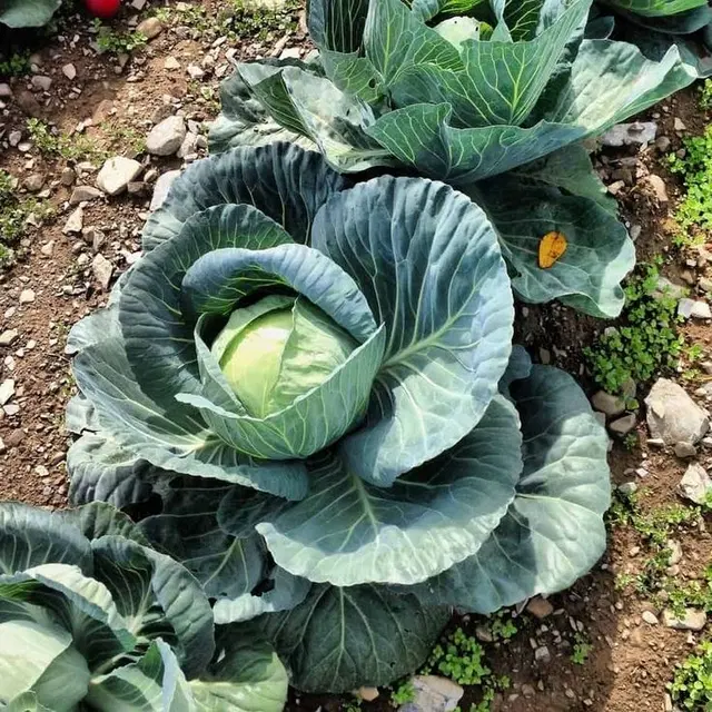 Cabbage Vegetable Seeds, Pack of 50
