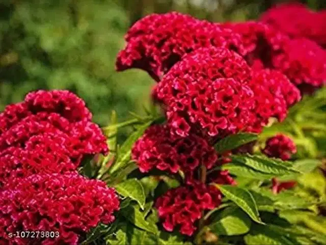 Cockscomb Red Color Flower Seeds, Pack of 30