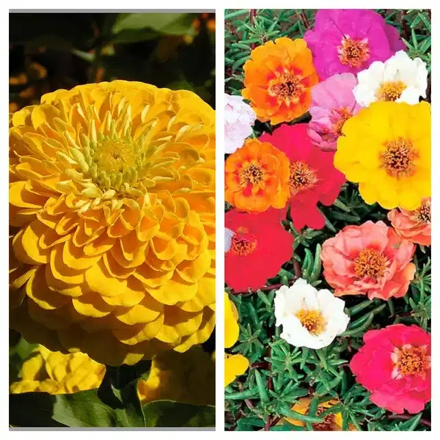 Zinnia Yellow & Portulaca Mix Flower Seeds, Pack of 2