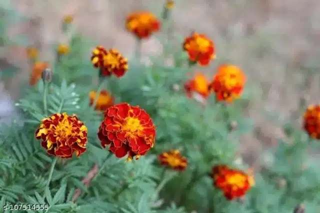 Marigold French Beautiful Flower Seeds, Pack of 50