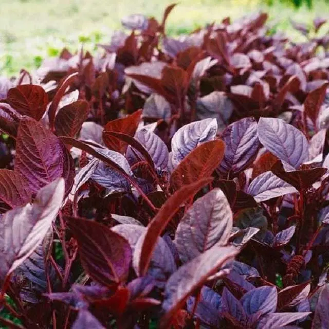 Seeds of Hybrid Amaranthus Vegetable, Pack Of 500
