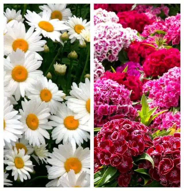 Daisy Mix & Sweet William Flower Seeds, Pack of 2