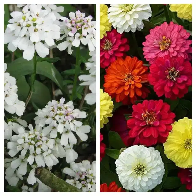 Candytuft Flower & Zinnia Mix Flower Seeds, Pack of 2